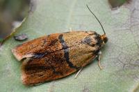 Ptycholoma lecheana