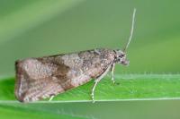 Celypha striana
