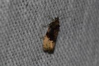 Hedya ochroleucana