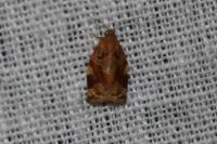 Archips xylosteana