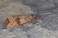 Celypha striana
