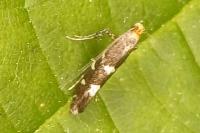 Callisto denticulella