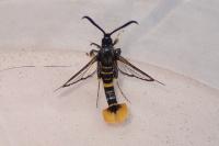 Synanthedon andrenaeformis