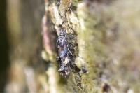Mompha miscella