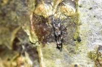 Mompha miscella