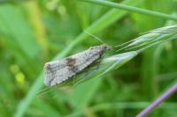Celypha striana