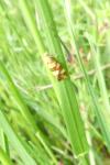 Aethes tesserana