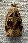Archips crataegana