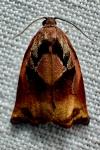 Archips podana