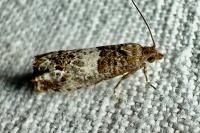 Notocelia trimaculana