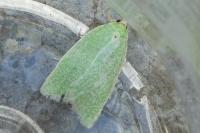 Tortrix viridana