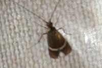 Adela australis