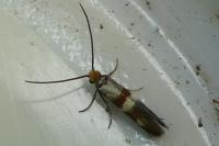 Micropterix aglaella
