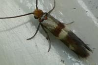 Micropterix aglaella
