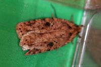 Agonopterix arenella