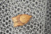 Clepsis consimilana