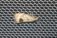 Notocelia uddmanniana
