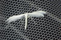 Pterophorus pentadactylus