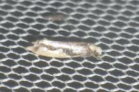 Monopis monachella
