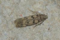 Bryotropha domestica
