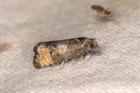 Piniphila bifasciana