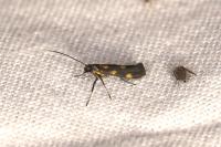Euspilapteryx auroguttella
