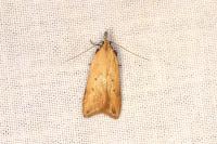 Dichomeris limosella