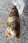 Celypha aurofasciana