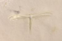 Pterophorus pentadactylus