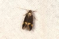 Borkhausenia minutella