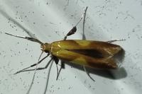 Caloptilia robustella