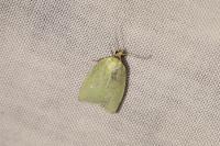 Tortrix viridana