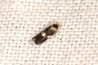 Ectoedemia