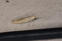 Coleophora nutantella