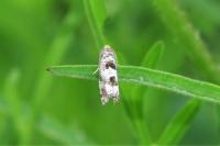 Epiblema similana