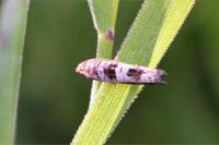 Epiblema similana
