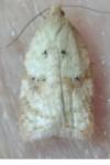 Acleris ferrugana/notana