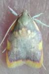 Carcina quercana