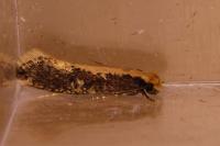 Monopis crocicapitella
