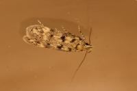 Bryotropha