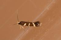 Oxypteryx wilkella