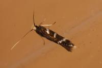 Oxypteryx wilkella