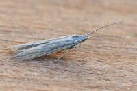 Coleophora striatipennella