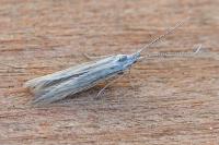 Coleophora striatipennella