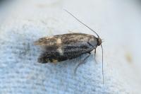 Borkhausenia minutella
