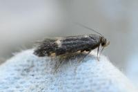 Borkhausenia minutella