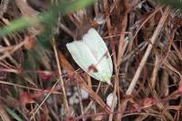 Tortrix viridana