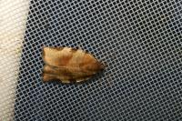 Choristoneura hebenstreitella