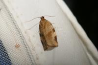 Choristoneura hebenstreitella