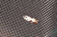 Ethmia quadrillella